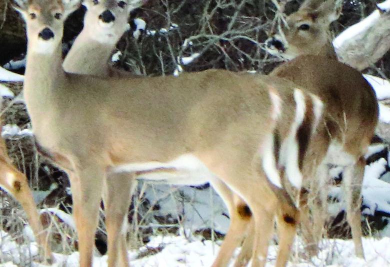 Swift County Monitor - Staff Photo - Create Article